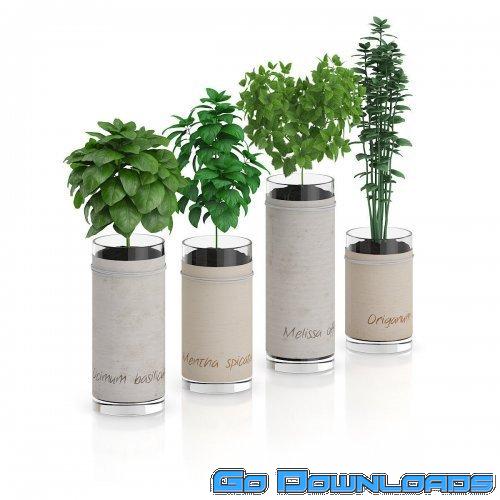 Cgtrader Four Herbs in Glass Pots 3D model Free Download