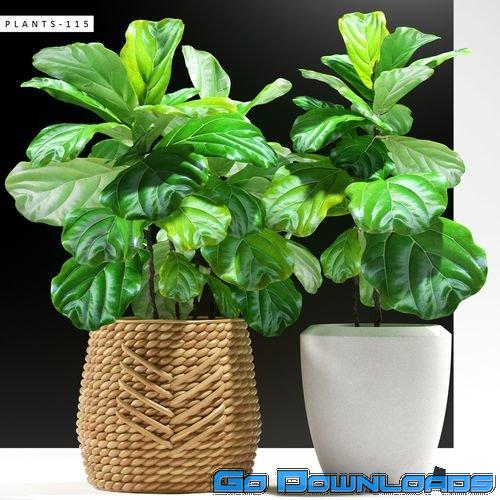 Cgtrader ficus plants 115 3D model Free Download