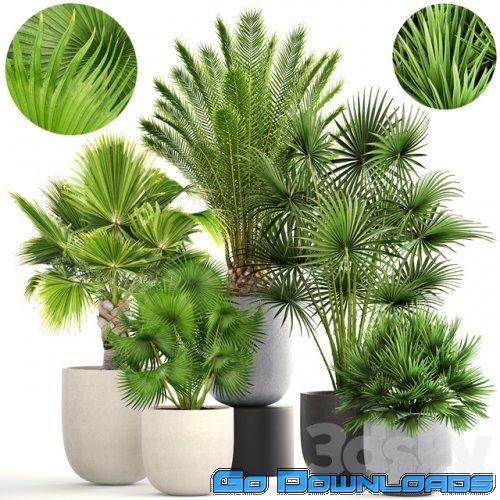 Collection of plants 185 Free Download