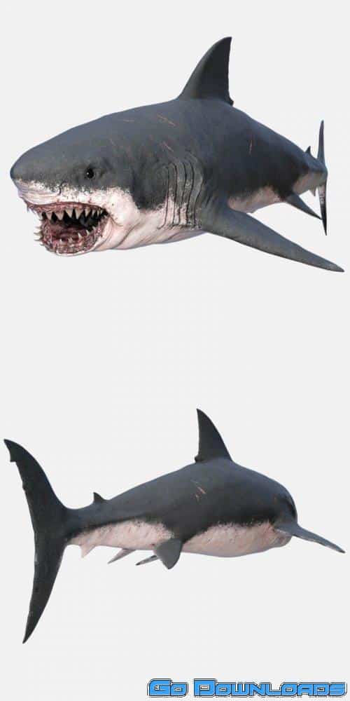 Great White Shark 3D Model Free Download