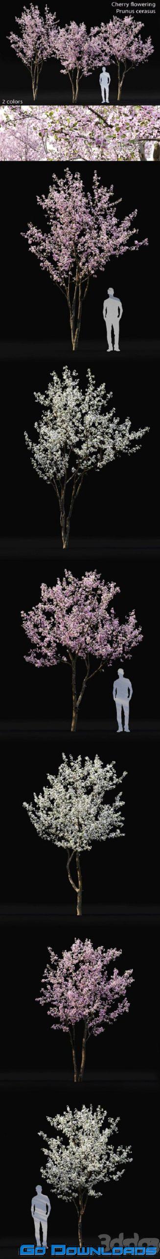 Prunus cerasus Cherry flowering 3 Free Download