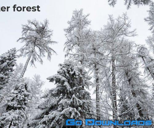 ArtStation Winter Forest. Environment Reference Pictures Free Download