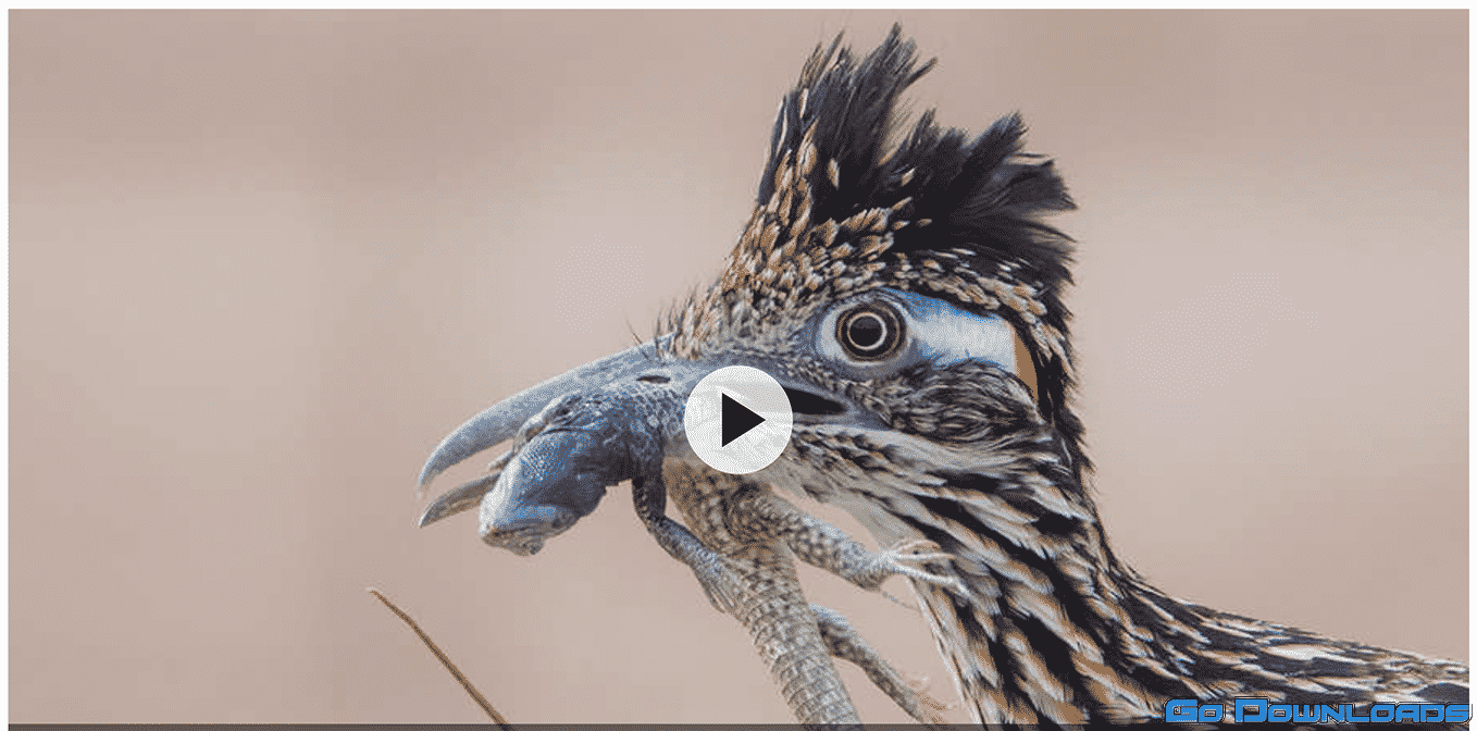 CreativeLive – Beginner’s Guide to Bird Photography