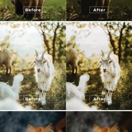 Animals Desktop and Mobile Lightroom Preset Free Download