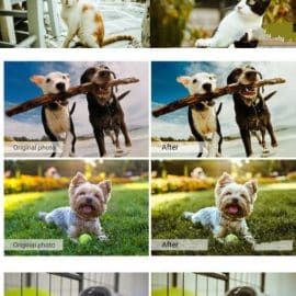 CreativeMarket Lovely Pets Lightroom Presets 5157310 Free Download