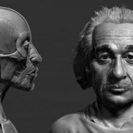 Facial Anatomy and Likeness Tutorial Free Download