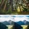 Forest Mobile and Desktop Lightroom Presets Free Download