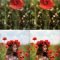 Poppy Mobile and Desktop Lightroom Presets Free Download