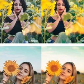 Sunflower Mobile and Desktop Lightroom Presets Free Download