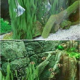 Aquarium Free Download