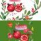 CM Pomegranate. Watercolor Clip art 280590 Free Download