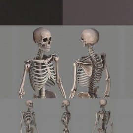 Human Skeleton Caucasian Male 3d model Free Download