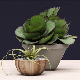 Succulents Plant 3d Model Free Download