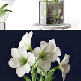 WHITE AMARYLLIS Free Download