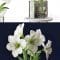 WHITE AMARYLLIS Free Download