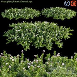 Arctostaphylos Manzanita Emerald Carpet # 2 Free Download