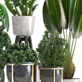 Collection of plants 15 Free Download