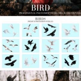 CreativeMarket Bird Overlays Photoshop 4934539 Free Download