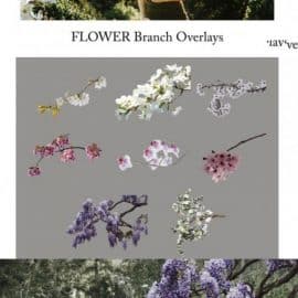 CreativeMarket Flower Branch Overlays PNG 5264581 Free Download