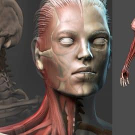 Female Anatomy Sculpting in Zbrush Free Download