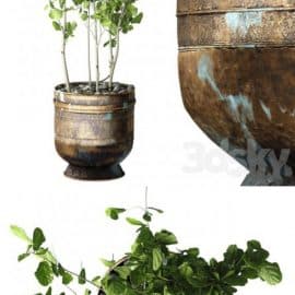 Ficus Lyrata Free Download