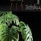 Monstera Plants 50 Free Download