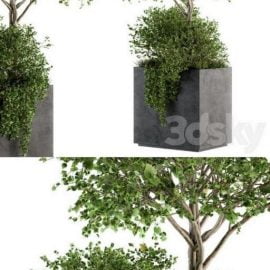 Outdoor Plants in Concrete Plant Box Set 93 Free Download