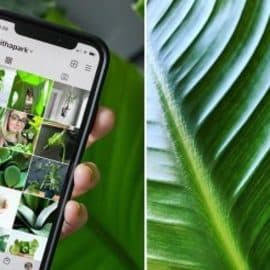 Plant Photography: Take Better Photos at Home for Instagram