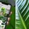 Plant Photography: Take Better Photos at Home for Instagram