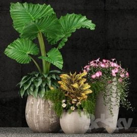 Plants collection 52 3d Models Free Download