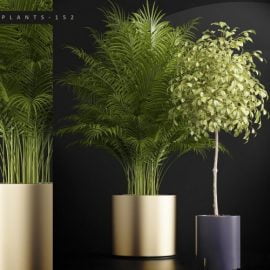 Plants set 152 3D model Free Download