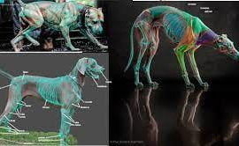 CGMA – Sculpting Anatomy from Animal to Creature