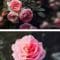 CreativeMarket Rose Photoshop Action 4974092 Free Download