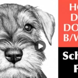 How to Draw a Dog with B/W Pencil: Schnauzer Puppy