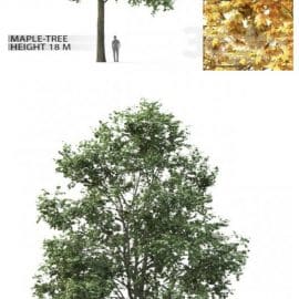 Maple # 3 (18 m) Free Download