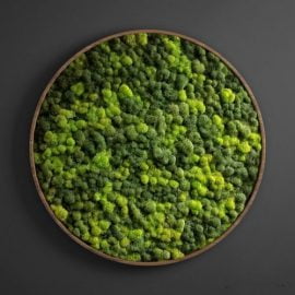 Panel moss circle Free Download