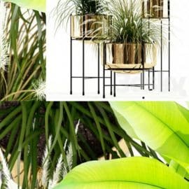 Plants collection 146 AGATA Free Download