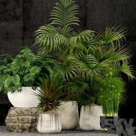 Plants collection 53 Free Download