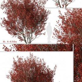 Set of Cotinus Grace Trees (Smoke Tree) (2 Trees) Free Download