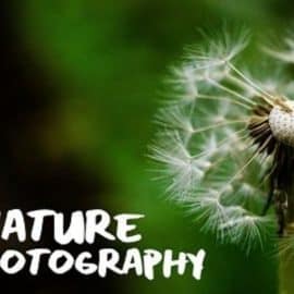 Nature Photography: Recharge and Enjoy the Outdoors