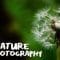 Nature Photography: Recharge and Enjoy the Outdoors