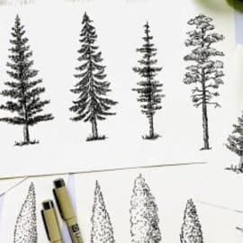 Let’s Sketch Trees- Pine Trees | Birch Tree | Shrubs | Bushes – Floral Illustration