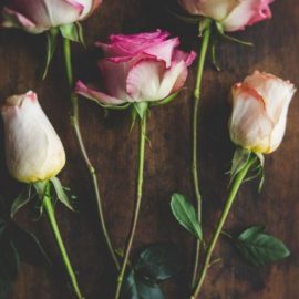 Still Life Photography: Creating A Beautiful Rose Flat lay Photo Using Natural Light