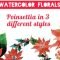 Watercolor Florals : Learn to paint Poinsettias in 3 styles