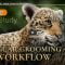 VFX Grace Jaguar Grooming Workflow | Blender Case Study Free Download