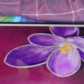 Springtime Crocus Colored Charcoal Drawing in Proceeate 5X