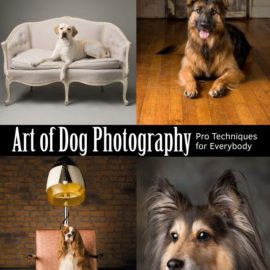 Art of Dog Photography: Pro Techniques for Everybody