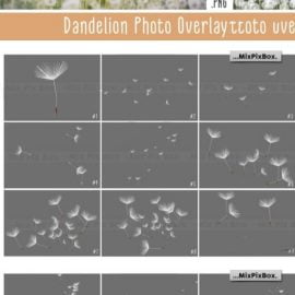 CreativeMarket Dandelion Overlays 5219806 Free Download