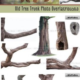 CreativeMarket Old Tree Trunk Photo Overlays 6116946 Free Download