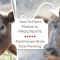 How To Paint Photos In Procreate: Farmhouse Style Cow Painting